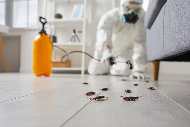 Affordable Termite Control solutions in Salina, KS